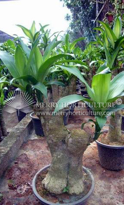 Dracaena fragrans massegeana (pot)